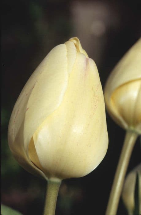 tulip 'Ivory Floradale'