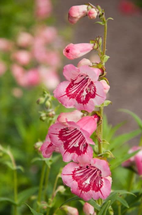 penstemon 'Strawberries and Cream'