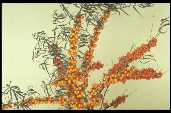 sea buckthorn