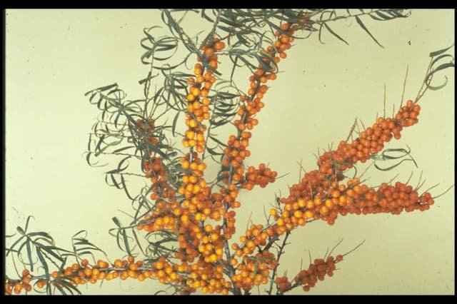 Sea buckthorn