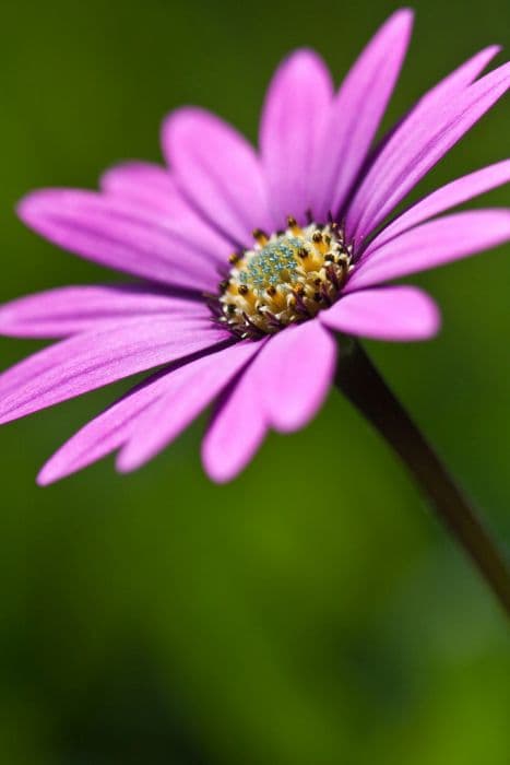 African daisy 'Stardust'