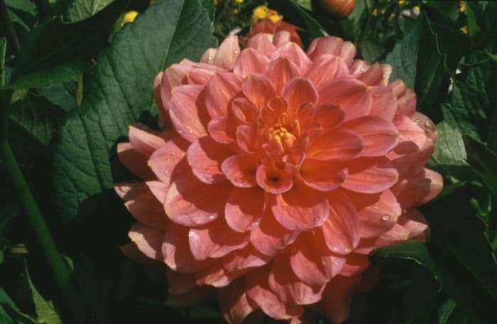 dahlia 'Phill's Pink'