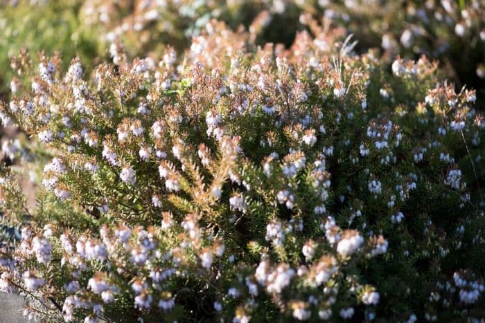 heather 'Jenny Porter'