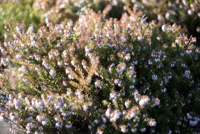 Heather 'Jenny Porter'