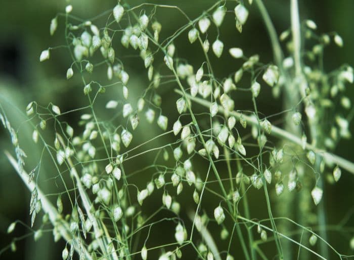 quaking grass 'Russells'