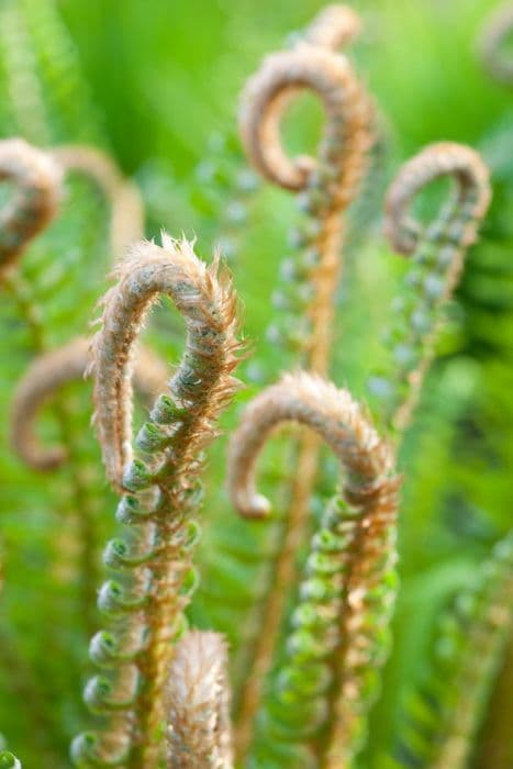 western sword fern