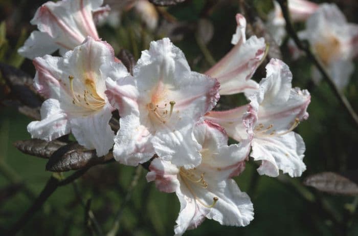 rhododendron 'Martha Isaacson'