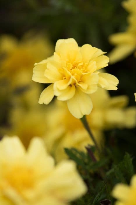 French marigold 'Alumia Vanilla Cream'