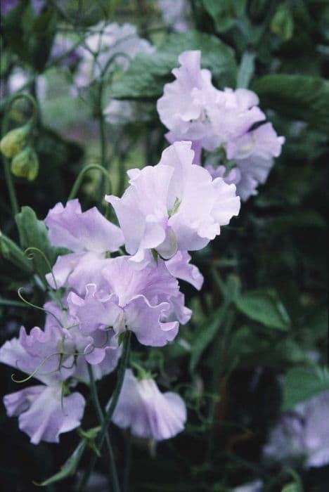 sweet pea 'Isabella Cochrane'