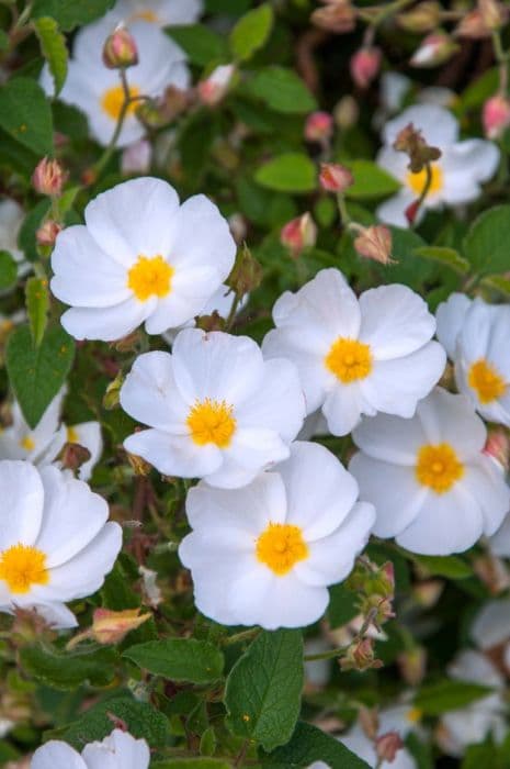 Hybrid rock rose