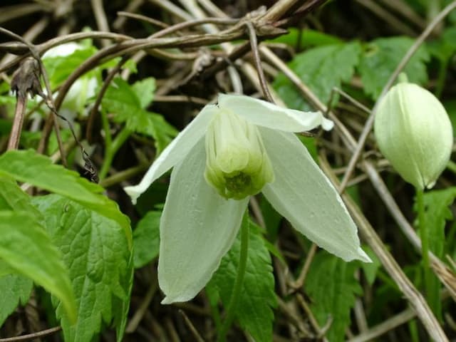 Clematis 'White Swan'