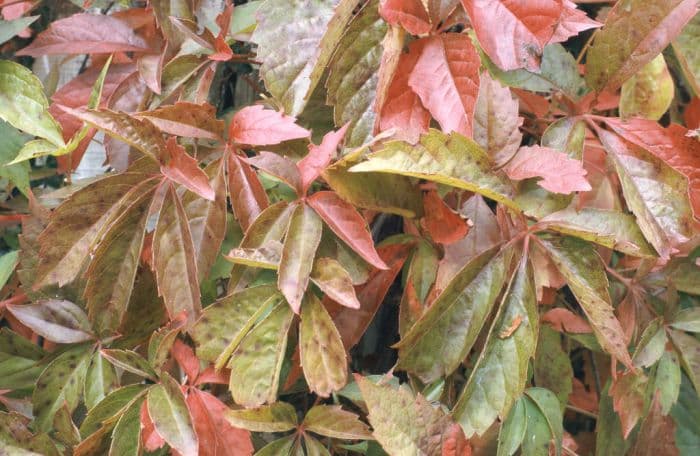 Virginia creeper