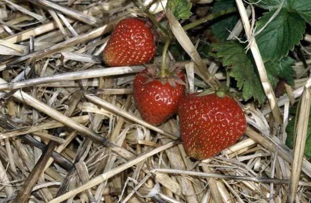 Strawberry 'Pegasus'