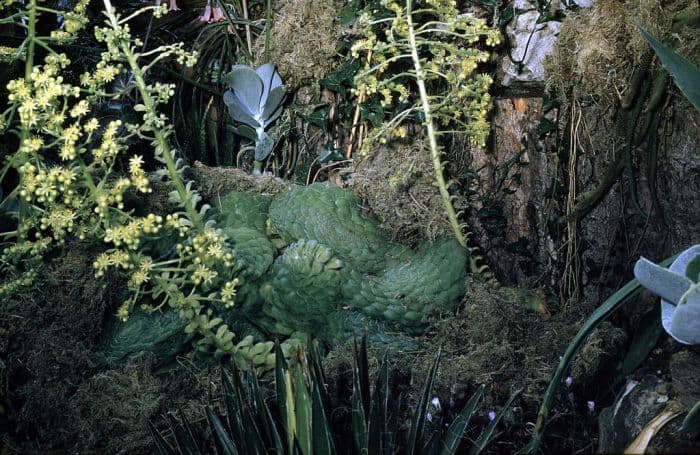 flat-topped aeonium