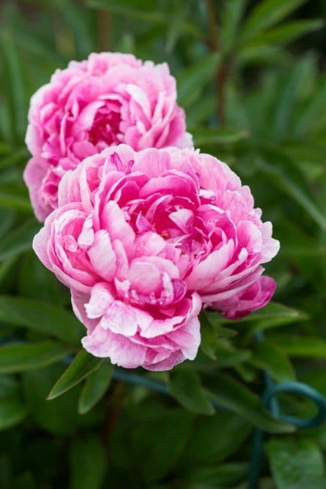 peony 'Bunker Hill'