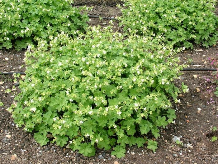 big-root cranesbill 'White-Ness'