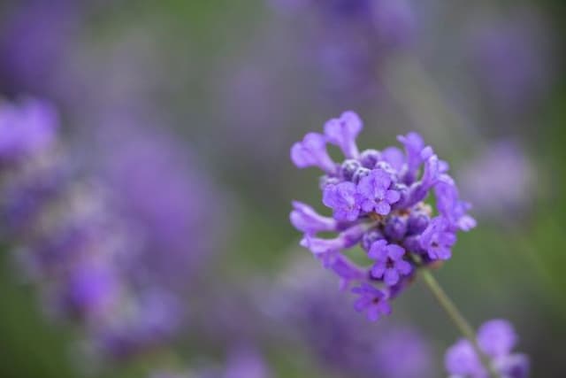 English lavender 'Purple Treasure'