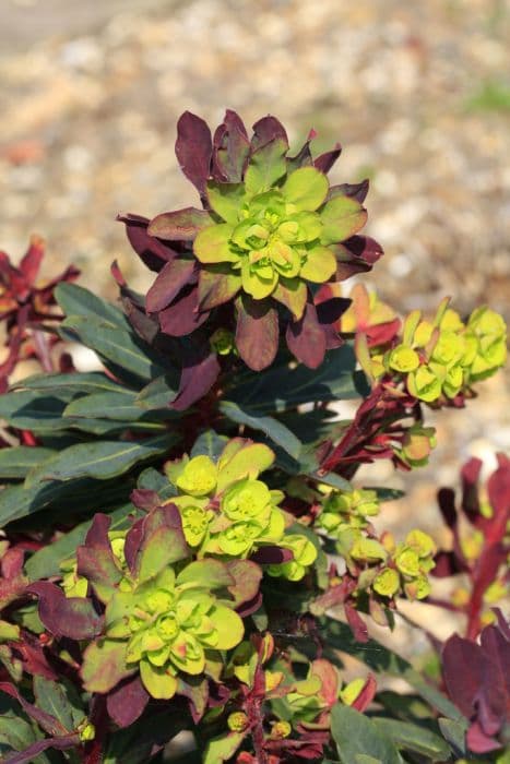 wood spurge 'Craigieburn'