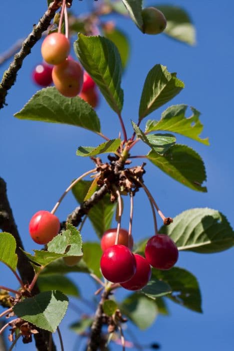 cherry (sweet) 'Nabella'