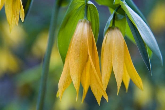 bellwort