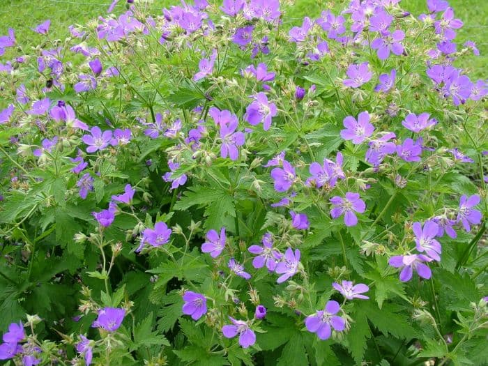 wood cranesbill 'Birch Lilac'