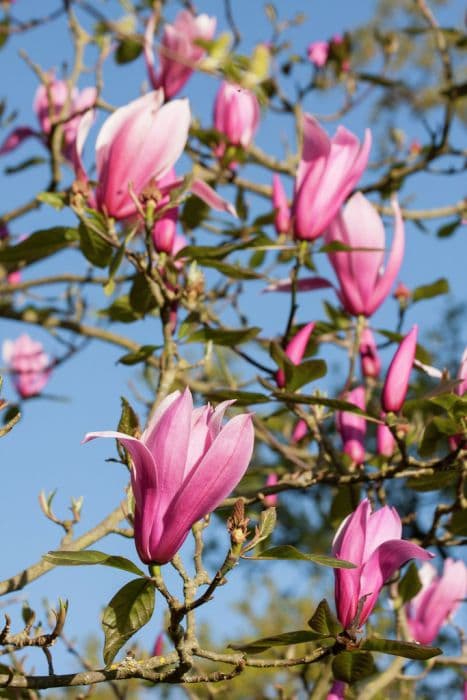 magnolia 'Spectrum'