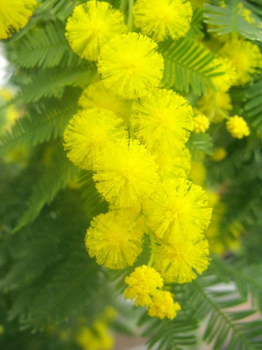 blue wattle 'Gaulois Astier'