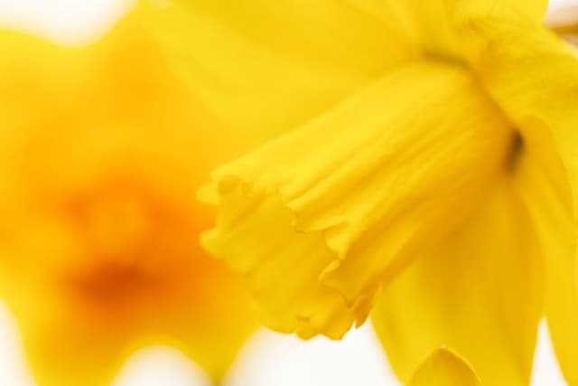 Daffodil 'Helford Dawn'