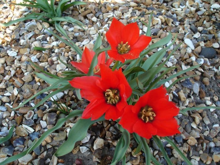 tulip 'Red Gem'