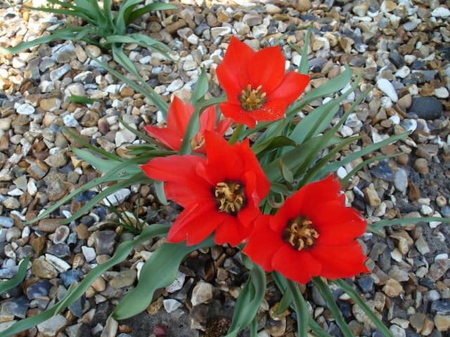 Tulip 'Red Gem'
