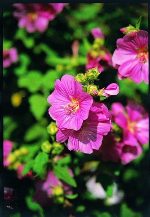 tree mallow 'Bredon Springs'