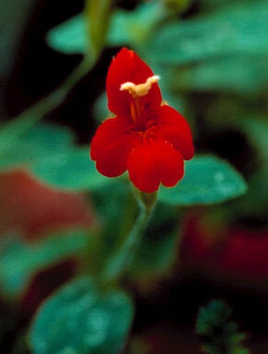 scarlet monkey flower