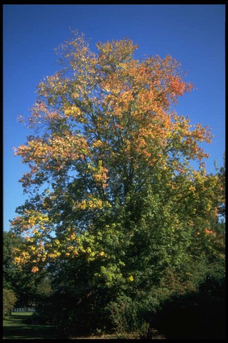 silver maple