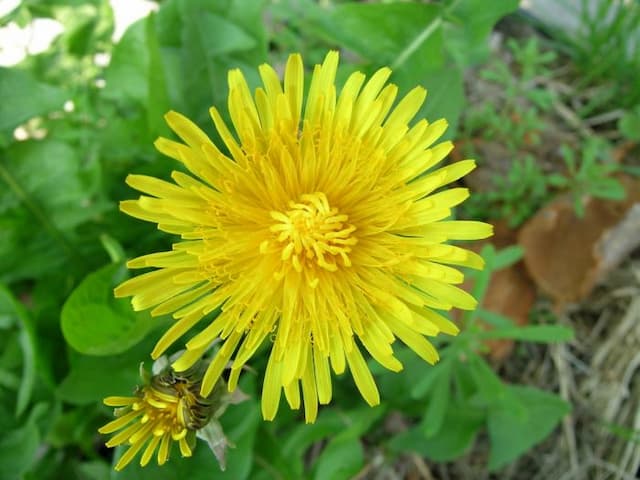 Dandelion