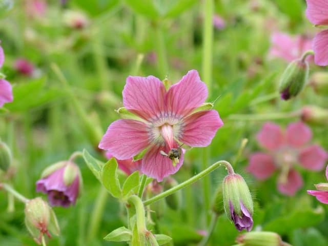 Dusky cranesbill 'Rose Madder'