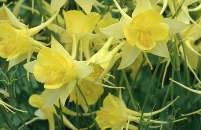 columbine 'Yellow Queen'