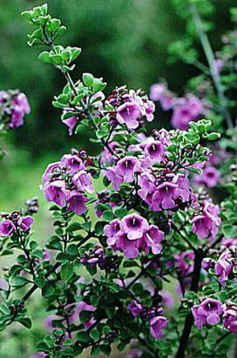 round-leaved mint bush