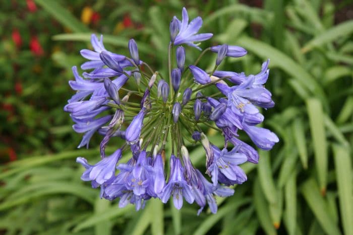 African lily Headbourne hybrids