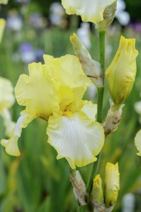 tall bearded iris 'Godfrey Owen'