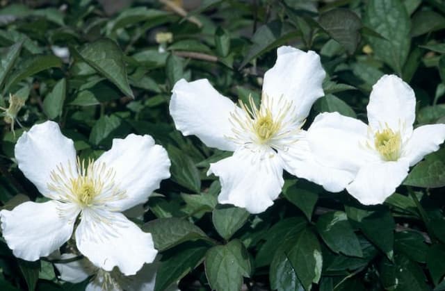 White anemone clematis