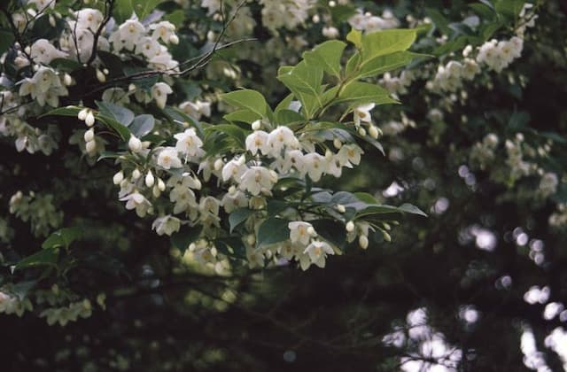 Japanese snowbell