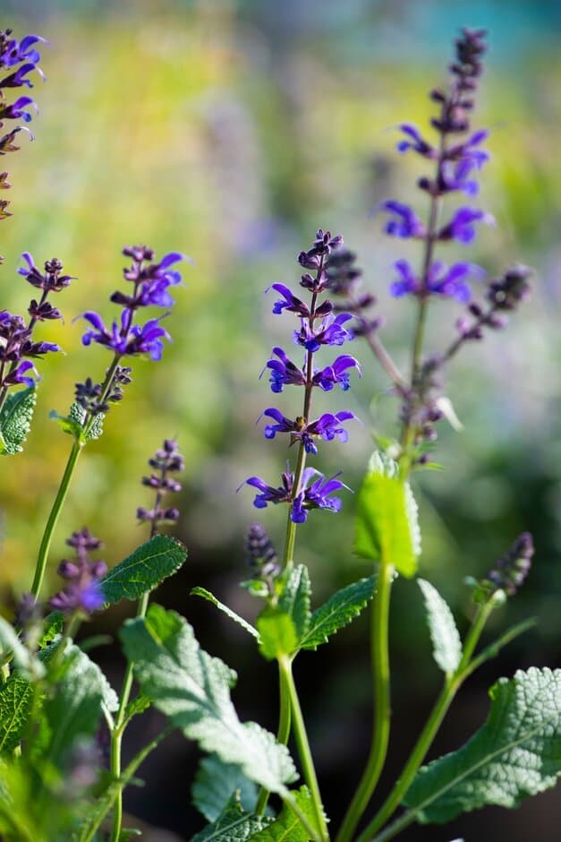 Wood Sage 'Viola Klose'