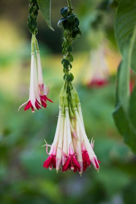 white Bolivian fuchsia