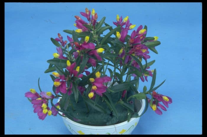 box-leaved milkwort 'Loibl'