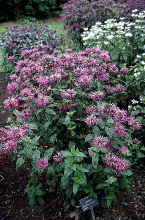 bergamot 'Marshall's Delight'