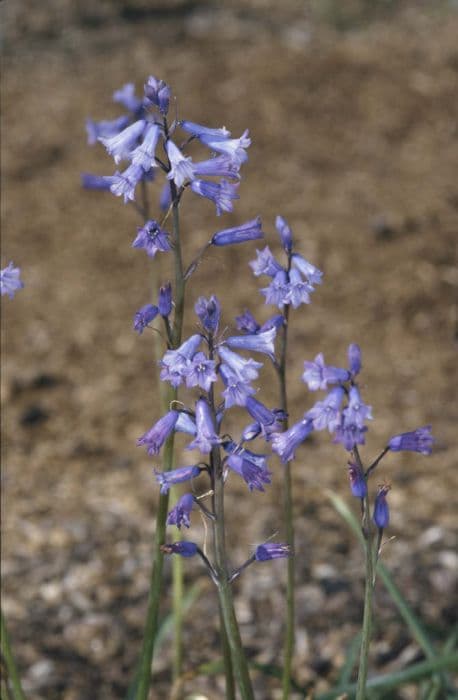 amethyst hyacinth