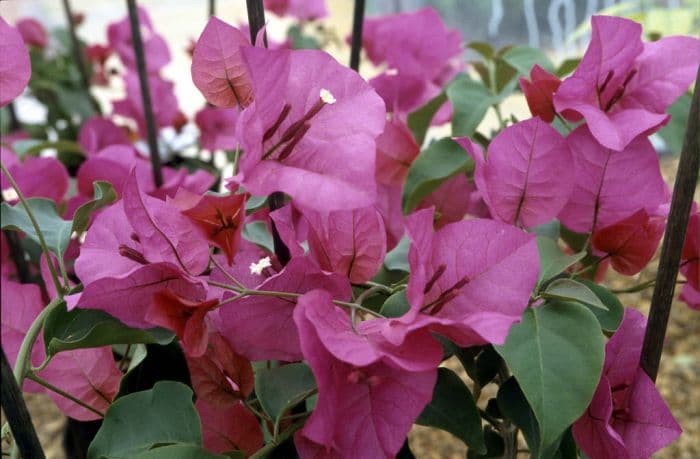 bougainvillea 'Mrs Butt'