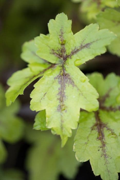 heucherella [Gold Strike]