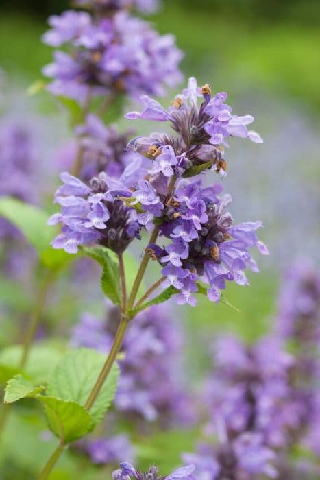 Dark-flowered catmint