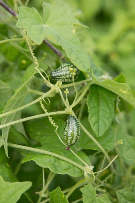 cucamelon